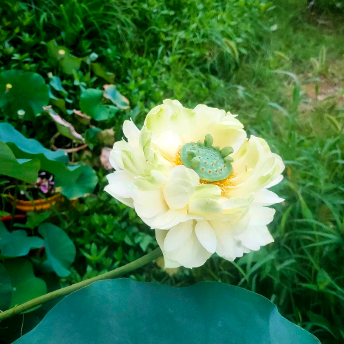 小杨